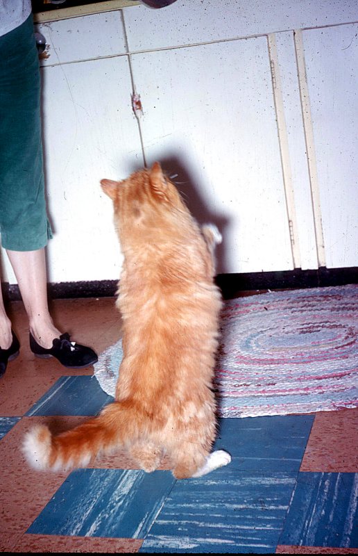 Tuffy