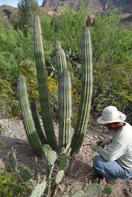 The organ pipe in its new home at Boyce Thompson Arboretum