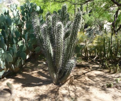 Stetsonia coryne in its new home at BTA