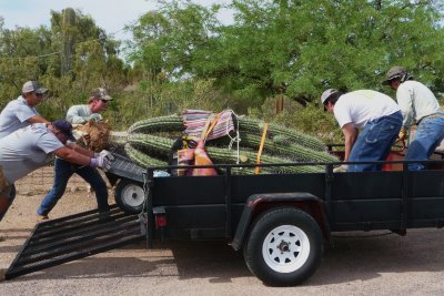 Staff and Volunteers have just dug up this large Stetsonia donated to the Arboretum