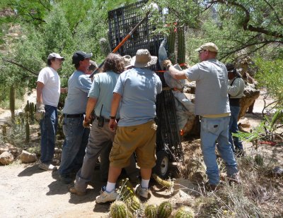 It took a lot of Arboretum Staff and Volunteers to place this Large Stetsonia coryne in its new home at BTA