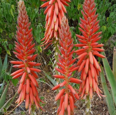 Aloe vacillans