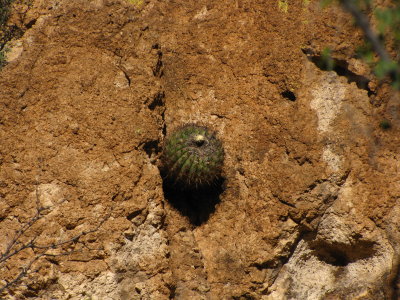 Barrel Cactus Seen From the Narrows, Growing on a Cliff