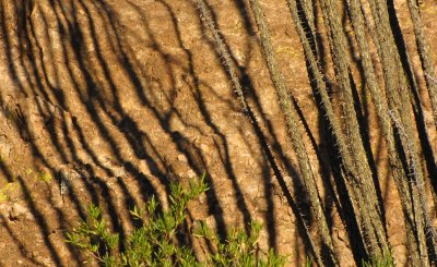 Ocotillo and Shadows