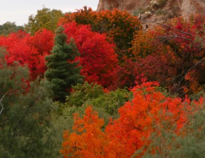 Fall Colors