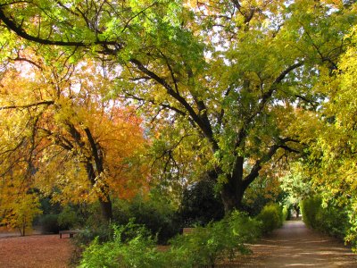 Main Trail by the Pistachio Grove in Autumn