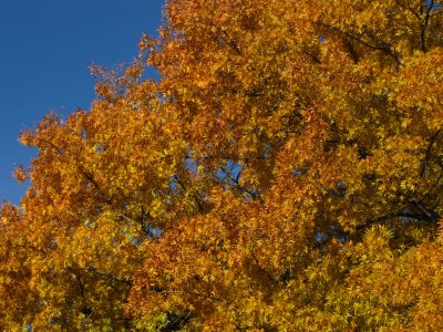 Fall Color at Boyce Thompson Arboretum