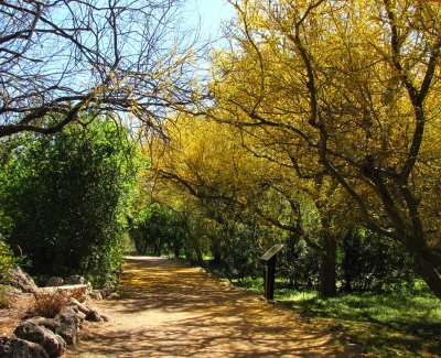 Geoffroea decorticans - Chilean Palo verde along the Main Trail