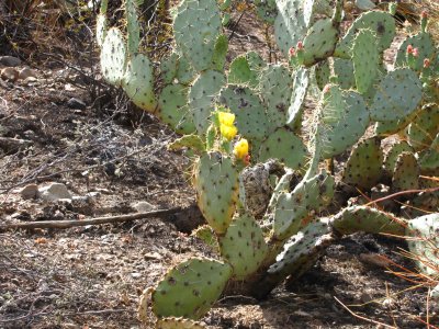 The Picket Fire missed this Prickly Pear on the High Trail