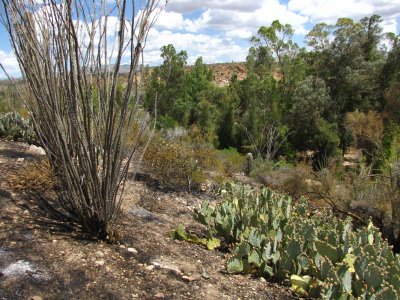 The Picket Fire burned the upper-trail-side of the western portion of the high Trail