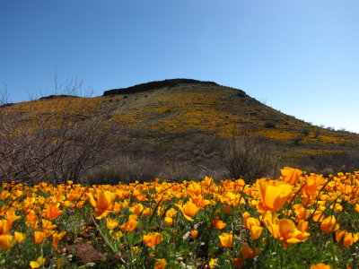 Mexican Gold Poppies and Peridot Hill
