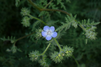 A very tiny phacelia flower