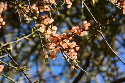 Desert Mistletoe berries