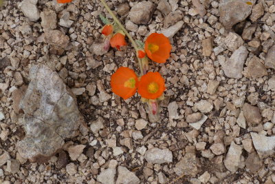 Desert Mallow