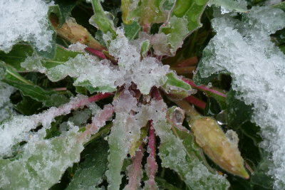 Snow on Oenothera caespitose - White Evening Primrose