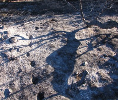 Ash and Javalina Tracks in Queen Creek - Picket Fire