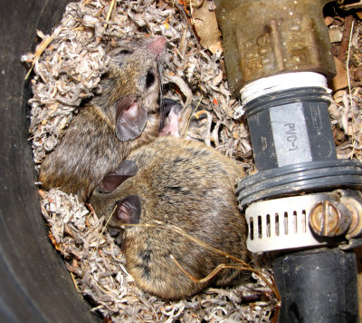 Mouse Nest in a Valve Box