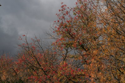 Cloudy Day, Fall Color