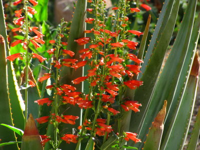 Penstemon eatoni with Aloe