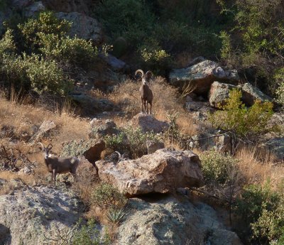 Desert Bighorn Sheep at Boyce Thompson Arboretum