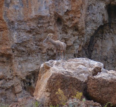 Desert Bighorn Sheep at Boyce Thompson Arboretum