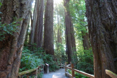 California Redwood forest at Trees of Mystery. Klamath, CA
