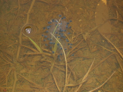 Toad eggs in the playa, July 28, 2006