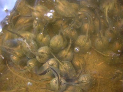 Tadpoles stuffing themselves