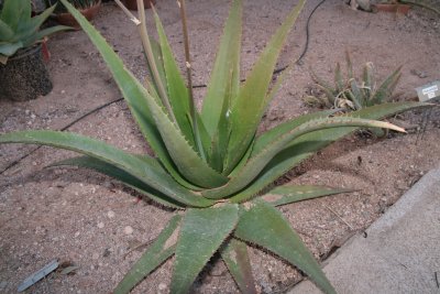 Aloe pretoriensis x vaombe