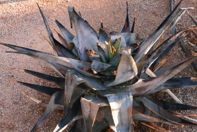 Aloe chabaudii showing severe freeze damage