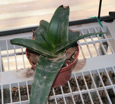 Aloe fleurentinorum