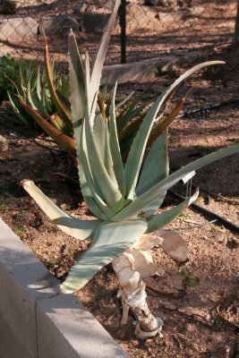 Aloe psuedorubroviolacea