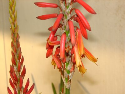 Aloe rivierei