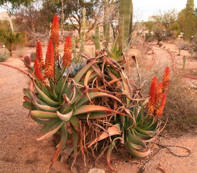 Aloe speciosa hybrid