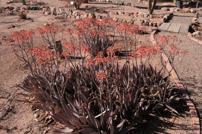 Aloe striata hybrid