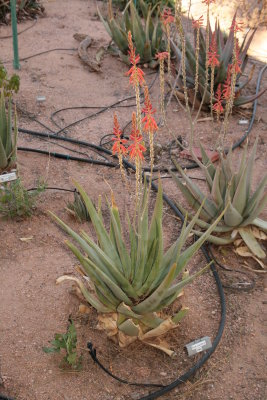 Aloe vacillans