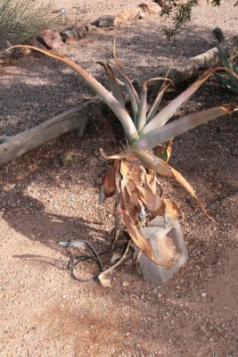 This Aloe africana has a dead stem
