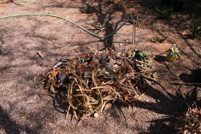 A pile of dead plants