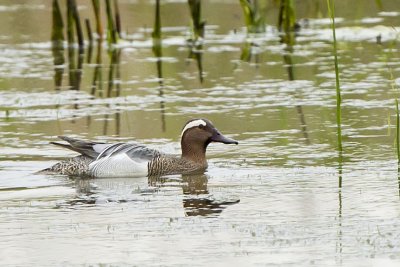 GARGANEY IN THE FERNALD PRESERVE WETLAND