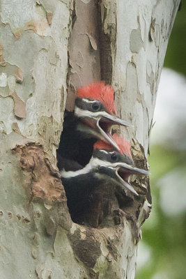 PILEATED WOODPECKERS