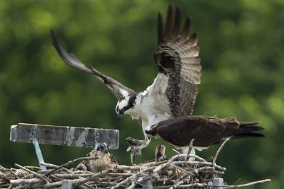 MALE OSPREY ARRIVES WITH A FISH