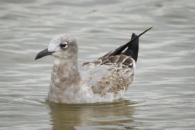 LAUGHING GULL - JUVENILE MOLTING INTO 1ST WINTER