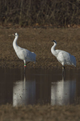 WHOOPING CRANES - CLASS OF 2010, 23-10, & 26-10