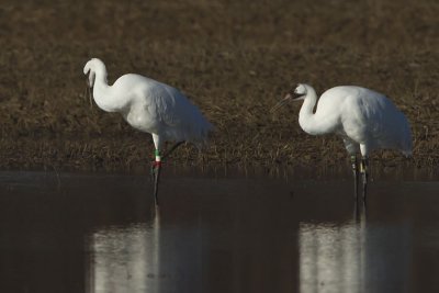 WHOOPING CRANES -- 23-10 & 26-10