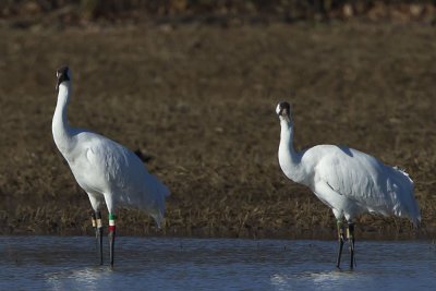 WHOOPING CRANE