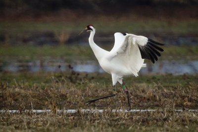 EWING BOTTOMS, INDIANA - MIGRATING SANDHILL  & WHOOPING CRANES