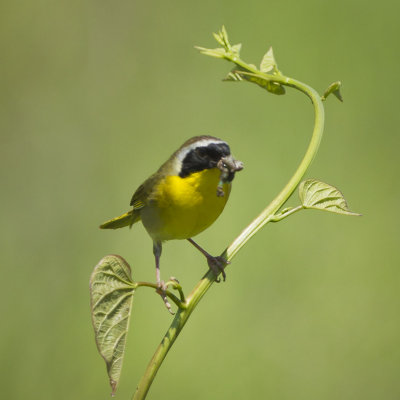 COMMON YELLOWTHROAT