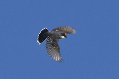 EASTERN KINGBIRD with RED CROWN DISPLAYED