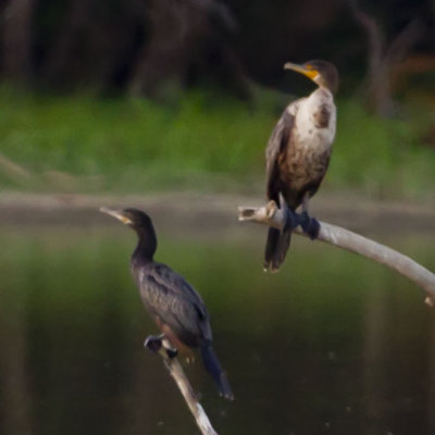 NEOTROPIC CORMORANT (on left) & DOUBLE-CRESTED CORMORANT