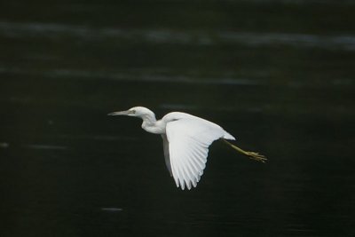 LITTLE BLUE HERON - IMMATURE